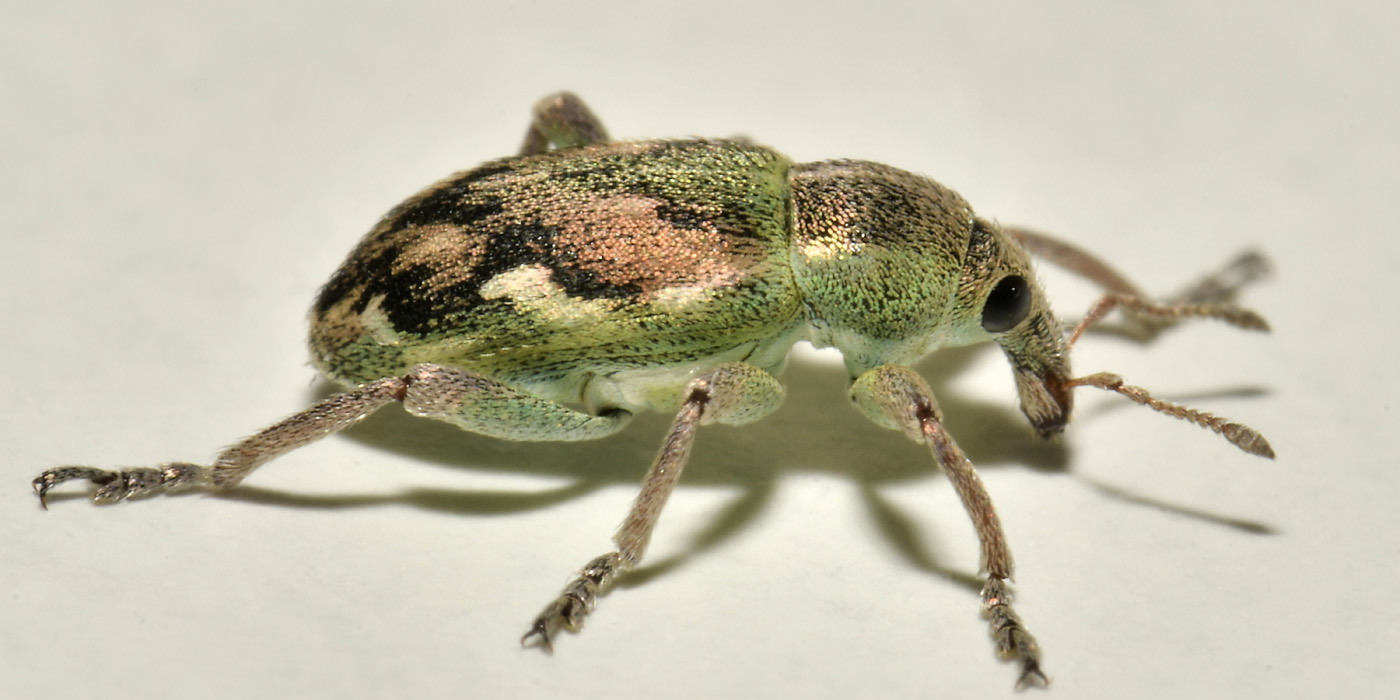 Curculionidae: Coniatus tamarisci? S, assieme a Coniatus suavis